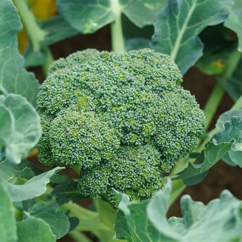 Green magic broccoli seeds